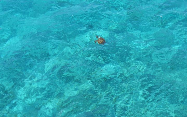Zeeschildpadden op Iztuzu: regels, broedseizoen en zo zie je ze op een verantwoorde manier