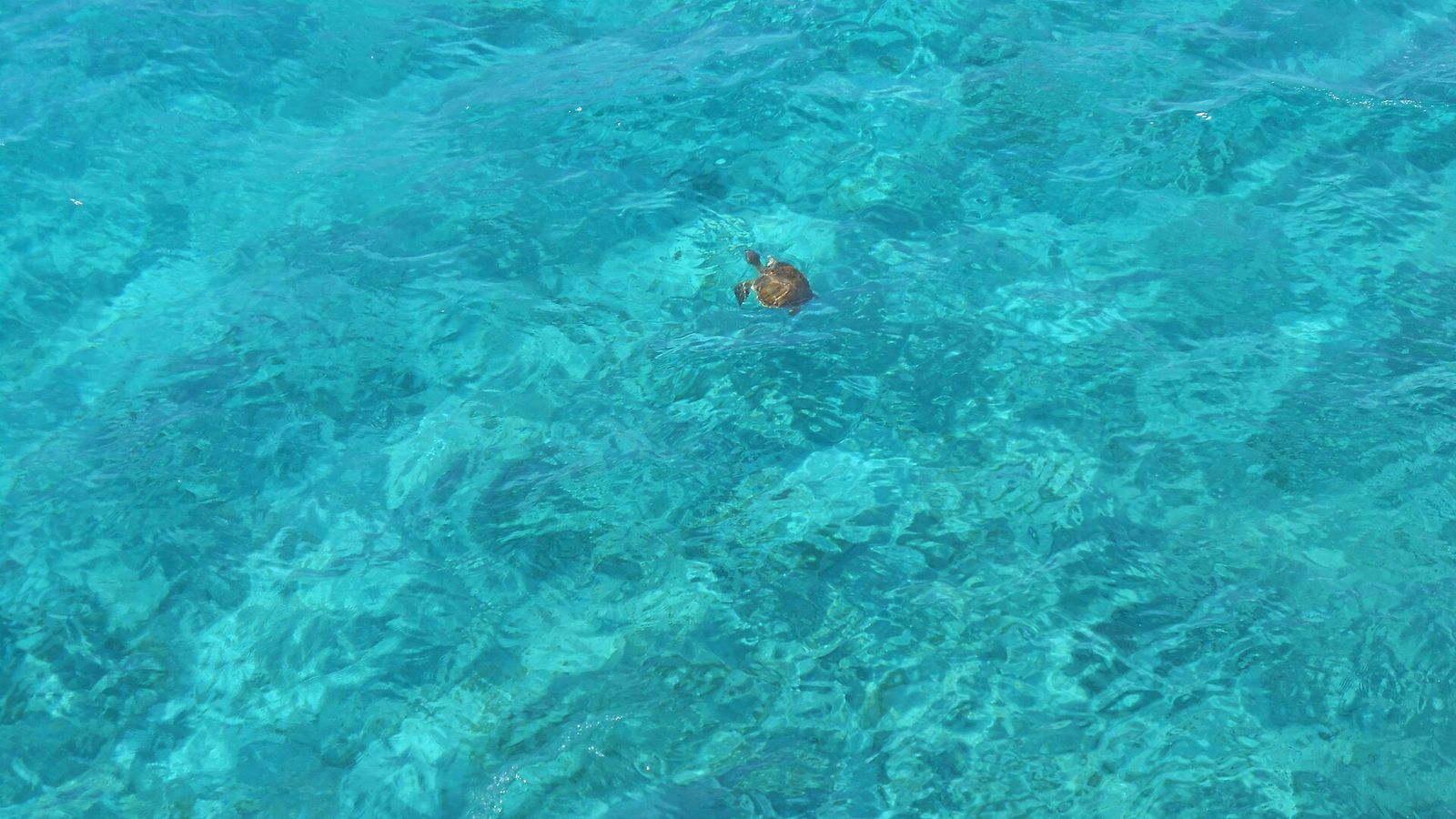 Zeeschildpadden op Iztuzu: regels, broedseizoen en zo zie je ze op een verantwoorde manier